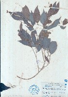 藏品(閉花木)的圖片