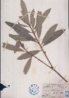 藏品(光葉巴豆)的圖片