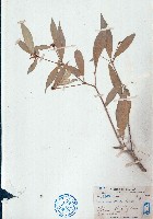 藏品(裡白巴豆)的圖片