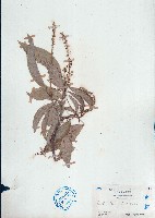 藏品(光葉巴豆)的圖片