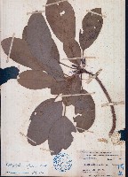 藏品(牛耳楓)的圖片