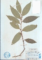 藏品(瓊中核果木)的圖片