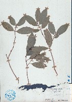 藏品(紅背桂)的圖片