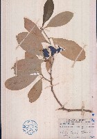 藏品(白樹)的圖片