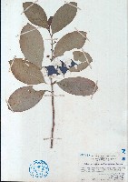 藏品(白樹)的圖片