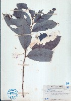 藏品(紅算盤子)的圖片