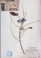 藏品(白背算盤子)的圖片