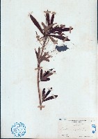 藏品(水楊梅)的圖片