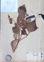 藏品(白匏仔)的圖片