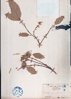 藏品(粗糠柴)的圖片