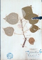 藏品(白背葉)的圖片