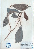 藏品(山苦茶)的圖片