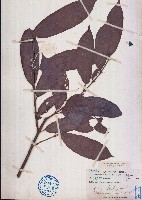 藏品(粗毛野桐)的圖片