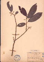 藏品(粗毛野桐)的圖片