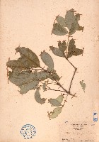 藏品(小盤木)的圖片