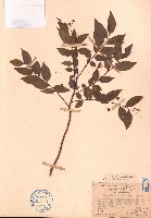 藏品(紅葉下珠)的圖片