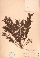 藏品(紅葉下珠)的圖片