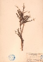 藏品(水油甘)的圖片