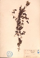 藏品(小果葉下珠)的圖片