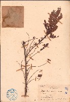藏品(餘甘子)的圖片