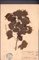 藏品(烏桕)的圖片