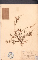 藏品(地楊桃)的圖片