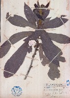 藏品(異葉三寶木)的圖片