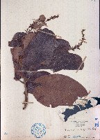 藏品(豆腐果)的圖片