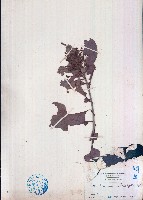 藏品(小葉山檨子)的圖片