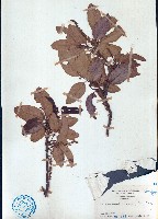 藏品(小葉山檨子)的圖片