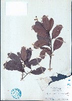 藏品(小葉山檨子)的圖片