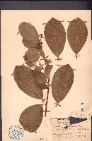 藏品(貢甲、白山柑)的圖片