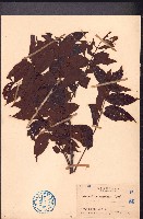 藏品(南酸棗)的圖片