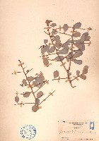 藏品(刺裸實、北仲)的圖片