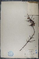 藏品(刺裸實、北仲)的圖片