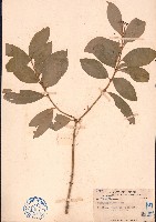 藏品(流蘇衛矛)的圖片