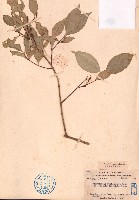 藏品(三花假衛矛)的圖片