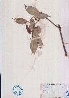 藏品(程香仔樹)的圖片