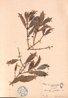 藏品(五層龍)的圖片