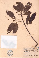 藏品(柴龍樹)的圖片
