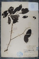 藏品(海南粗絲木)的圖片