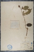 藏品(小果微花藤)的圖片