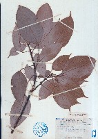 藏品(十蕊槭、長翅槭)的圖片