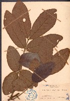 藏品(赤才)的圖片