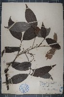 藏品(濱木患)的圖片