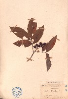 藏品(濱木患)的圖片