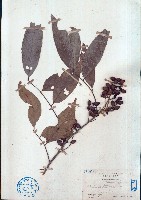 藏品(濱木患)的圖片