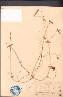 藏品(倒地鈴)的圖片