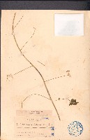 藏品(倒地鈴)的圖片