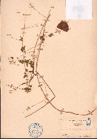 藏品(倒地鈴)的圖片